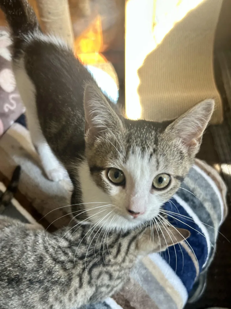 A baby small-sized female Tabby (Buff / Tan / Fawn) Domestic Short Hair cat named Delilah for adoption in Warminster, PA