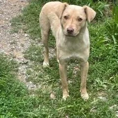 A baby medium-sized female Apricot / Beige Labrador Retriever dog named Lily for adoption in Albany, NY