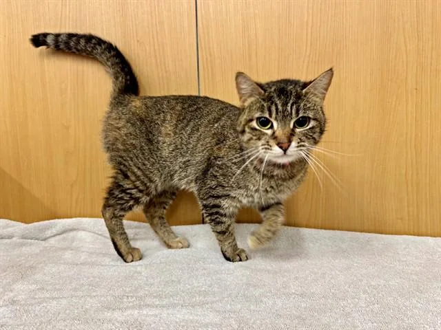 A young small-sized female Domestic Short Hair cat named Cleo for adoption in Saint Louis, MO