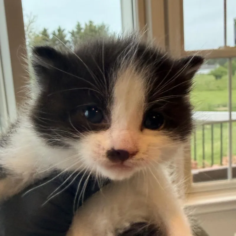 A baby small-sized male Black Domestic Short Hair cat named Lynx for adoption in Alexandria, VA