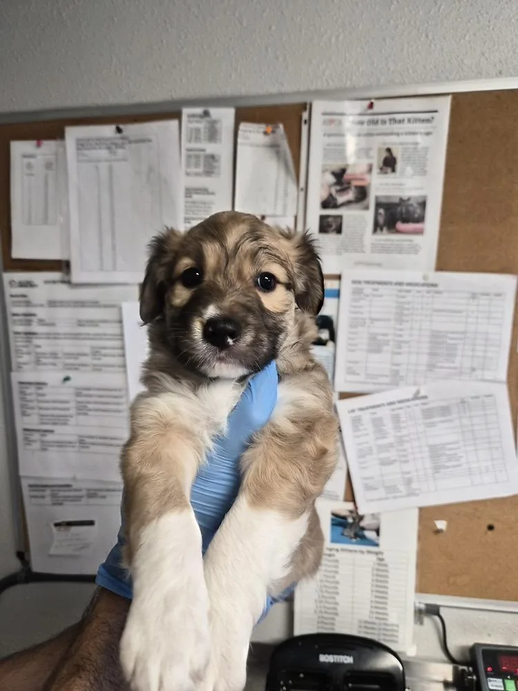 A baby large-sized female Australian Shepherd dog named Bissell for adoption in Bolivar, MO