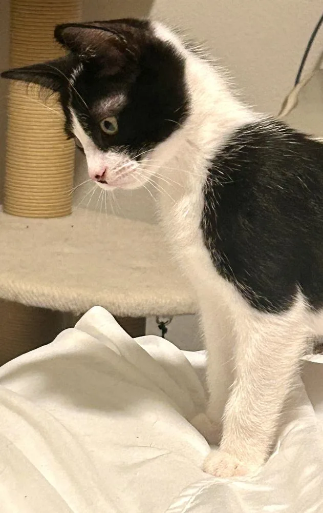 A baby small-sized female Domestic Short Hair cat named Iris for adoption in Bellingham, WA