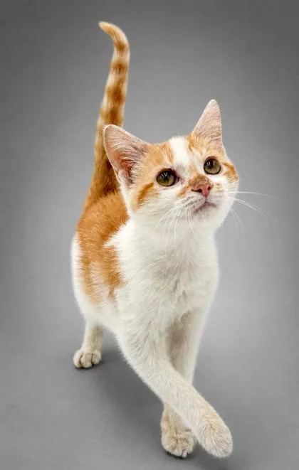 A baby small-sized male Domestic Short Hair cat named Renick for adoption in Bowling Green, KY