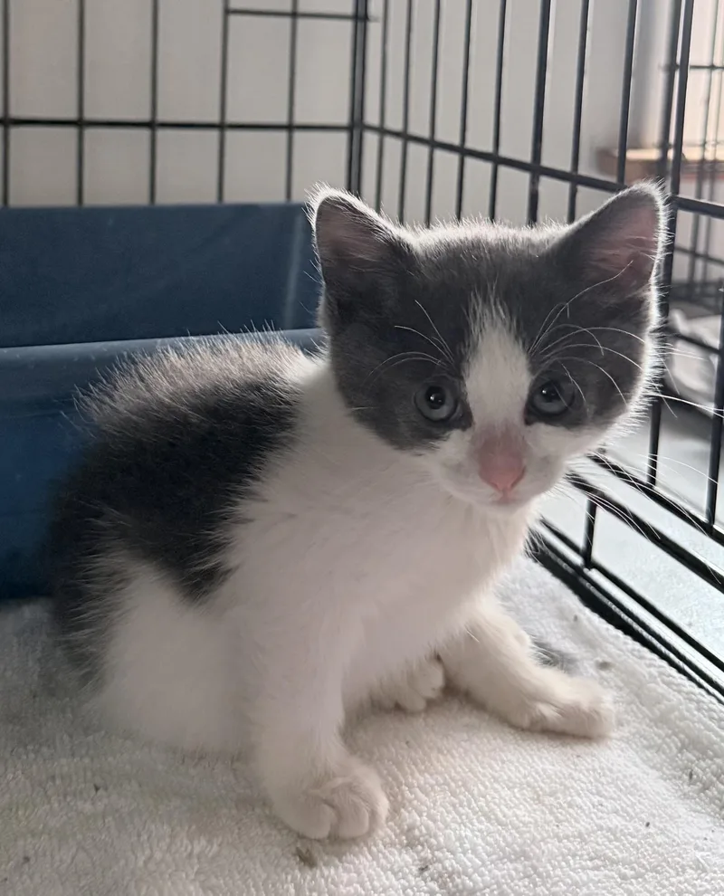 A baby small-sized female Domestic Short Hair cat named Pancake for adoption in Long Beach, NY