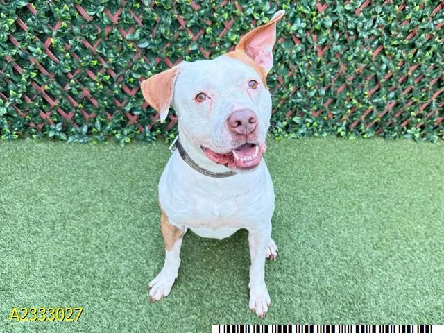 An adult large-sized male Mixed Breed dog named Kobe for adoption in West Palm Beach, FL