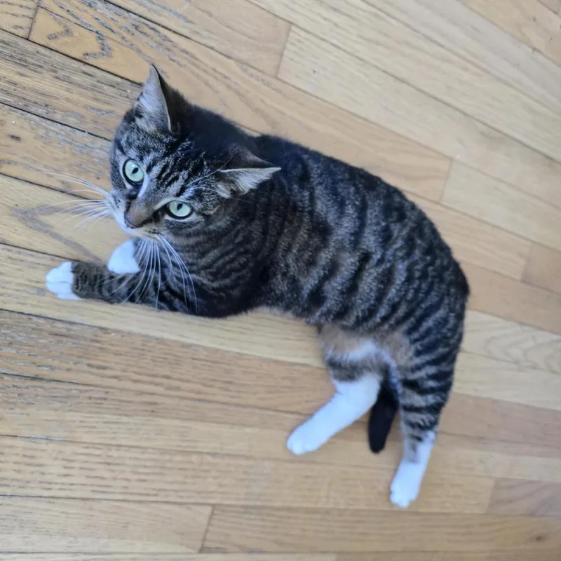 A young medium-sized female Brown / Chocolate Domestic Short Hair cat named Tuna for adoption in Danbury, CT
