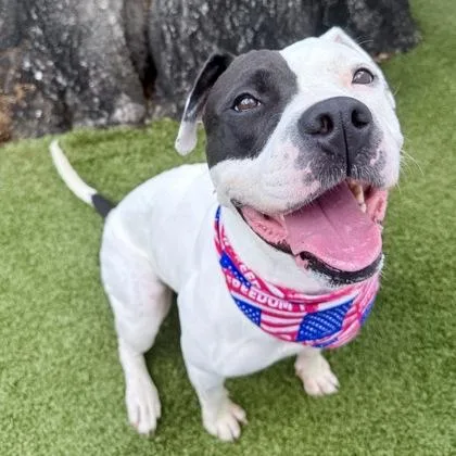 An adult large-sized female Mixed Breed dog named Harley for adoption in Largo, FL