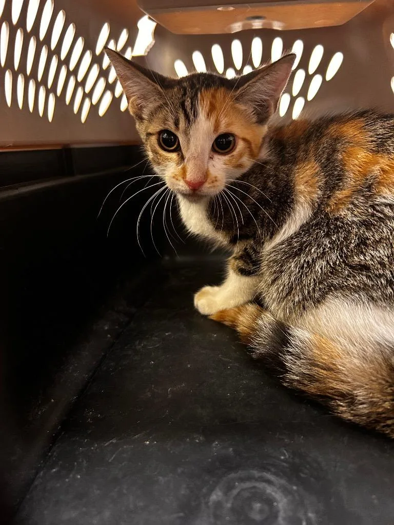 A baby medium-sized female Calico cat named Cali for adoption in Lockhart, TX