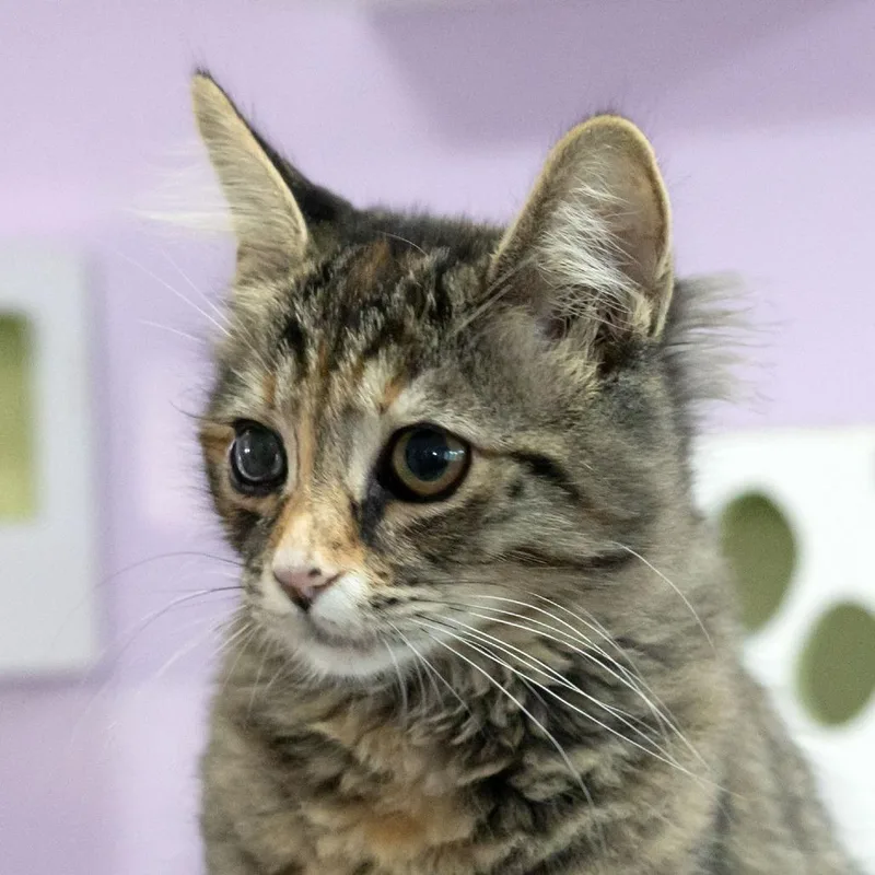 A baby small-sized female Torbie Domestic Long Hair cat named Junno for adoption in McKean, PA