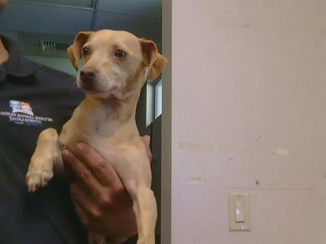 A young small-sized male Chihuahua dog named Oscar for adoption in Sacramento, CA