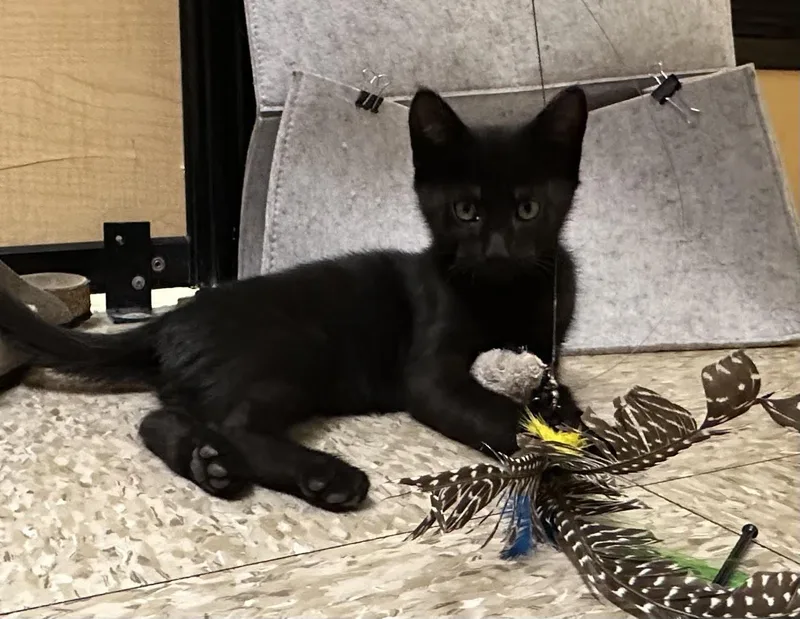 A baby medium-sized male Black Domestic Short Hair cat named Pony for adoption in San Jose, CA