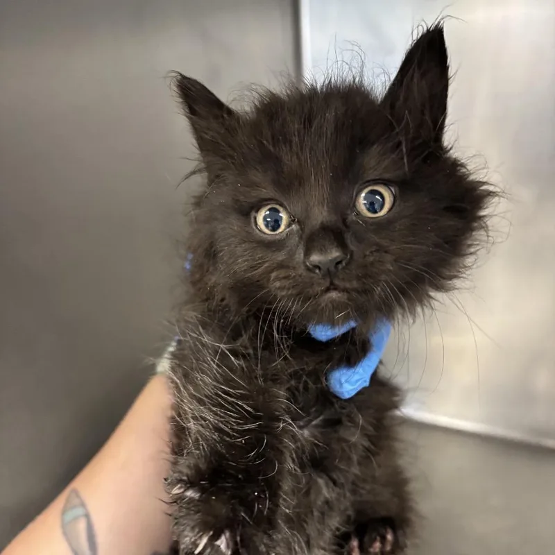 A baby small-sized female Black Domestic Long Hair cat named Sue Flay for adoption in St Joseph, MO