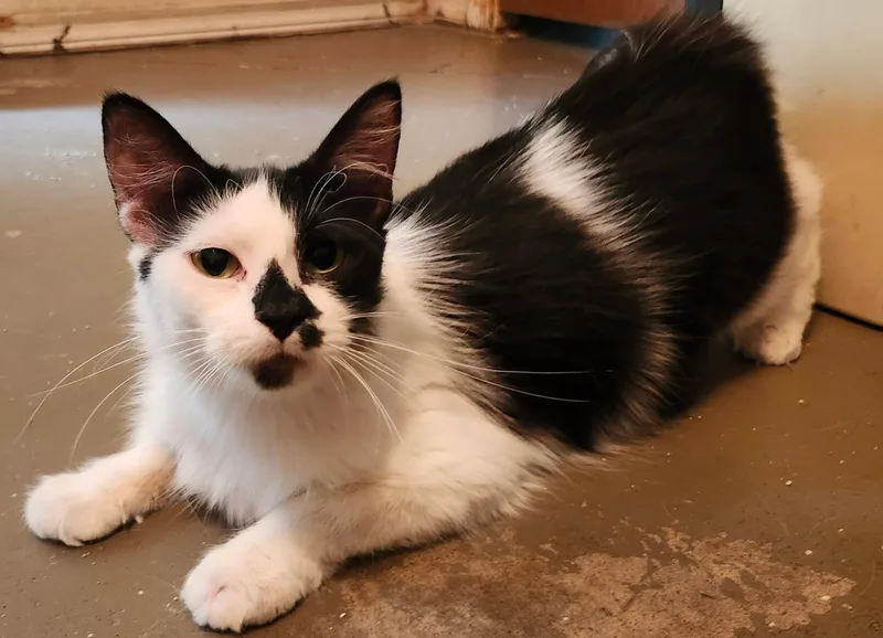 A young medium-sized female Domestic Long Hair cat named Elsie for adoption in Gilbert, AZ