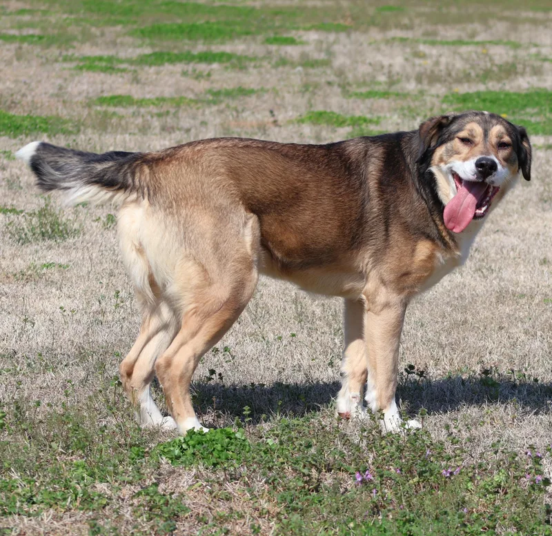 An adult large-sized female German Shepherd Dog dog named Nomy for adoption in Appling, GA