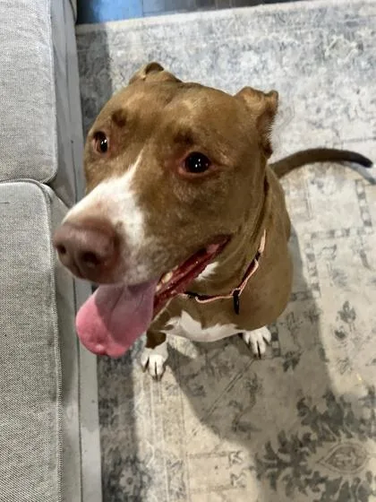 An adult extra large-sized female Brown / Chocolate Pit Bull Terrier dog named Cadbury for adoption in Kansas City, MO