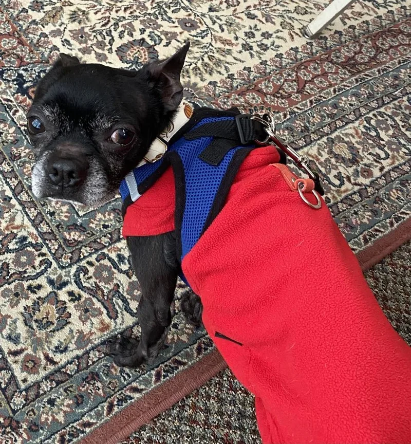 An adult small-sized male Brindle Boston Terrier dog named Archie Anderson Ky for adoption in Maryville, TN