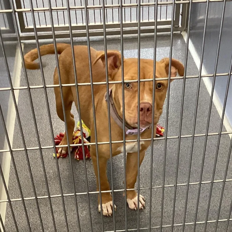 A young medium-sized female Yellow / Tan / Blond / Fawn Terrier dog named Honey for adoption in Montgomery, AL