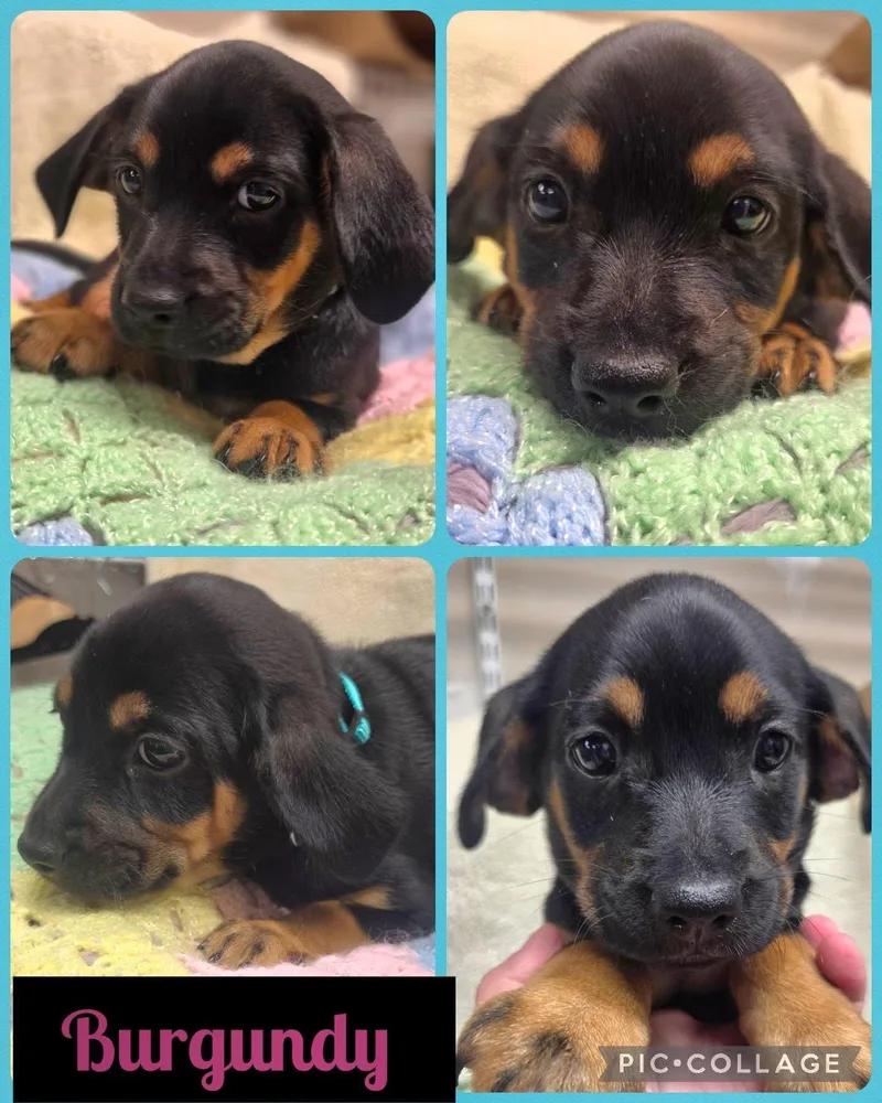 A baby small-sized female Dachshund dog named Burgundy for adoption in Newport, KY