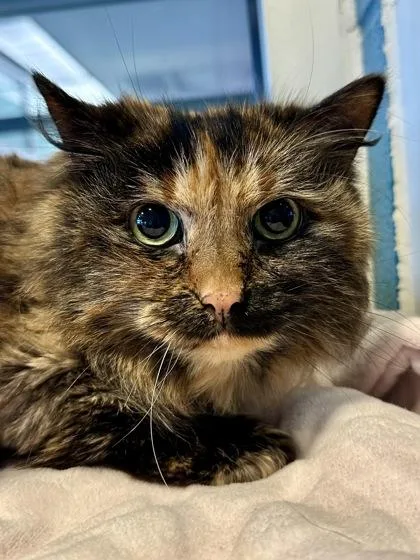 A senior medium-sized female Black Domestic Long Hair cat named Minnie for adoption in Wichita, KS