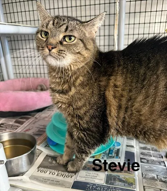 An adult medium-sized female Tabby (Buff / Tan / Fawn) Domestic Short Hair cat named Stevie for adoption in Millerstown, PA