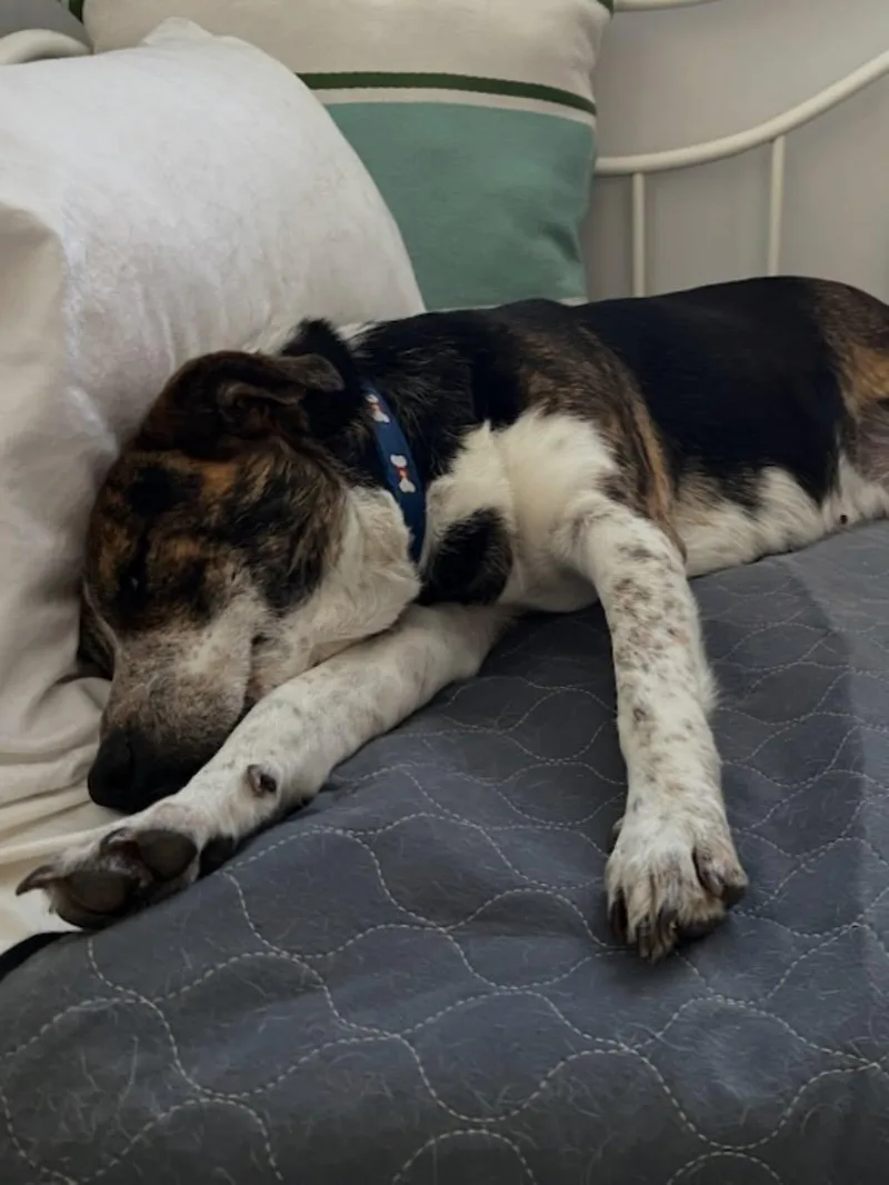 An adult medium-sized female Brindle Cattle Dog dog named Mona for adoption in Commerce City, CO