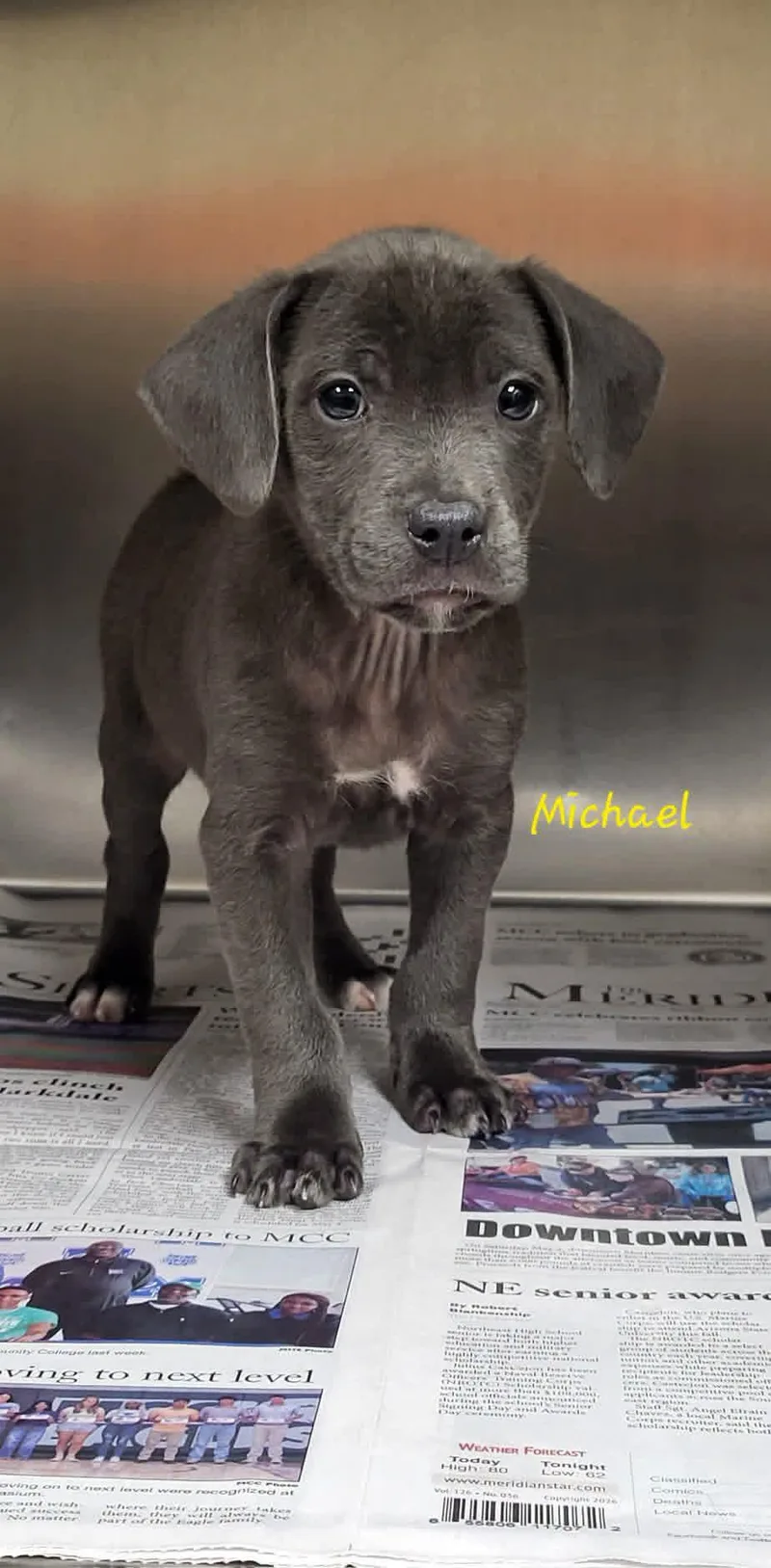 A baby small-sized male Gray / Blue / Silver Mixed Breed dog named Michael for adoption in Marion, MS