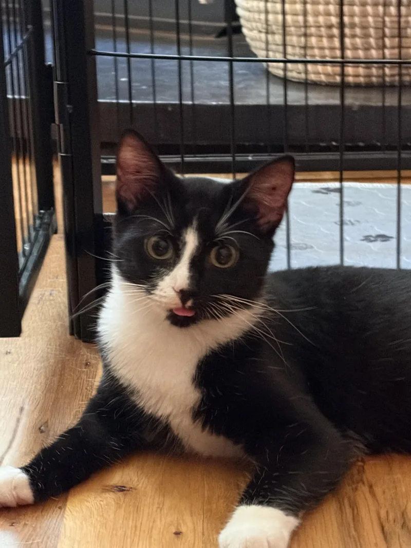A young medium-sized male Black & White / Tuxedo Domestic Short Hair cat named Max for adoption in candler, NC