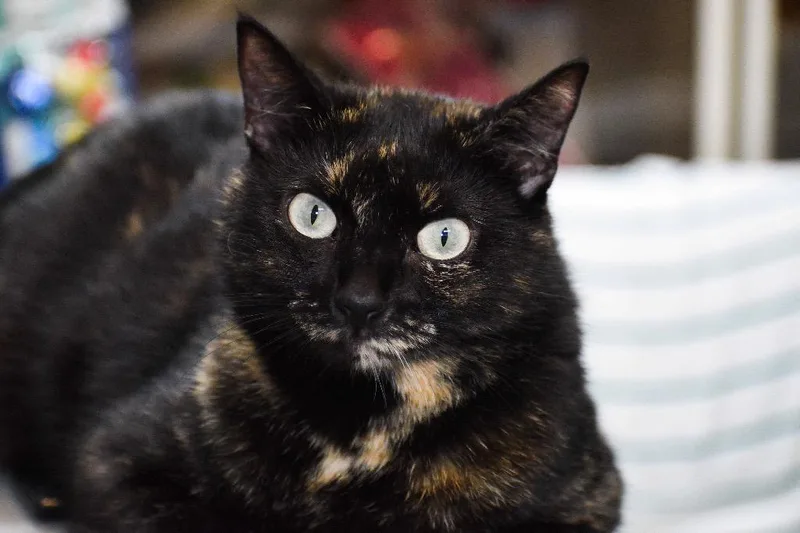 An adult medium-sized female Domestic Short Hair cat named Aurora T for adoption in St. James City, FL