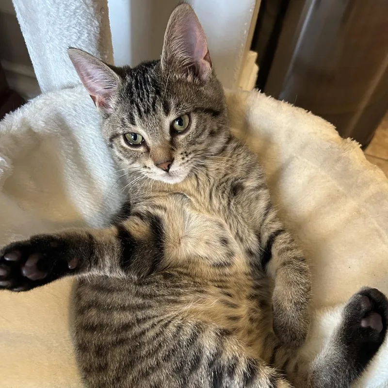 A baby small-sized male Brown / Chocolate Domestic Short Hair cat named Louisville for adoption in Evanston, IL