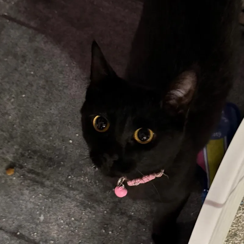 A young small-sized female Black American Shorthair cat named Carol Of The Bells for adoption in Boerne, TX