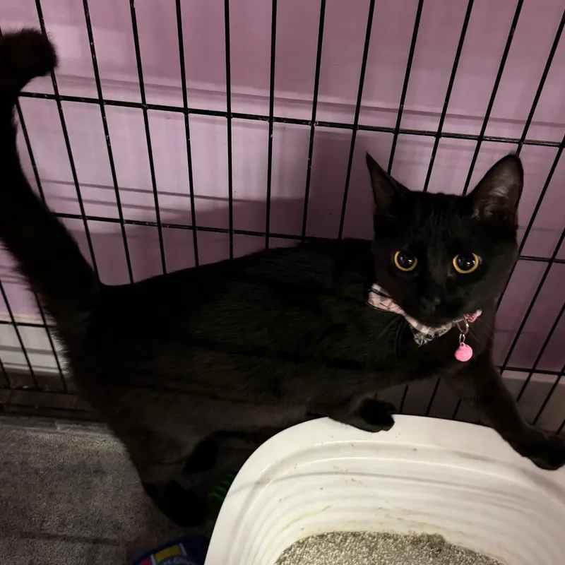 Carol Of The Bells thumbnail 2