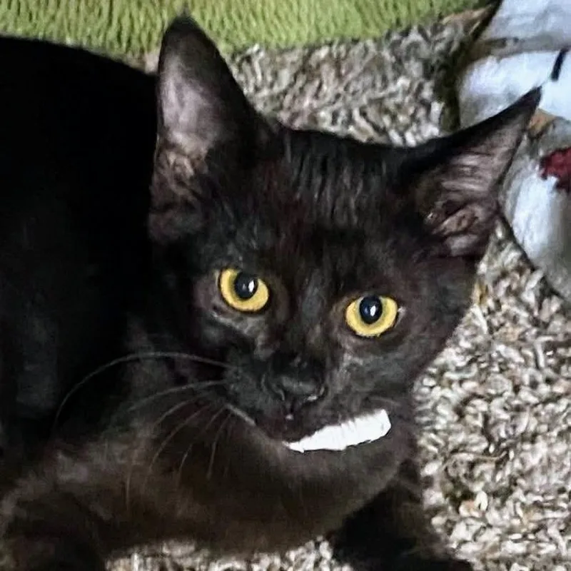 Carol Of The Bells thumbnail 3