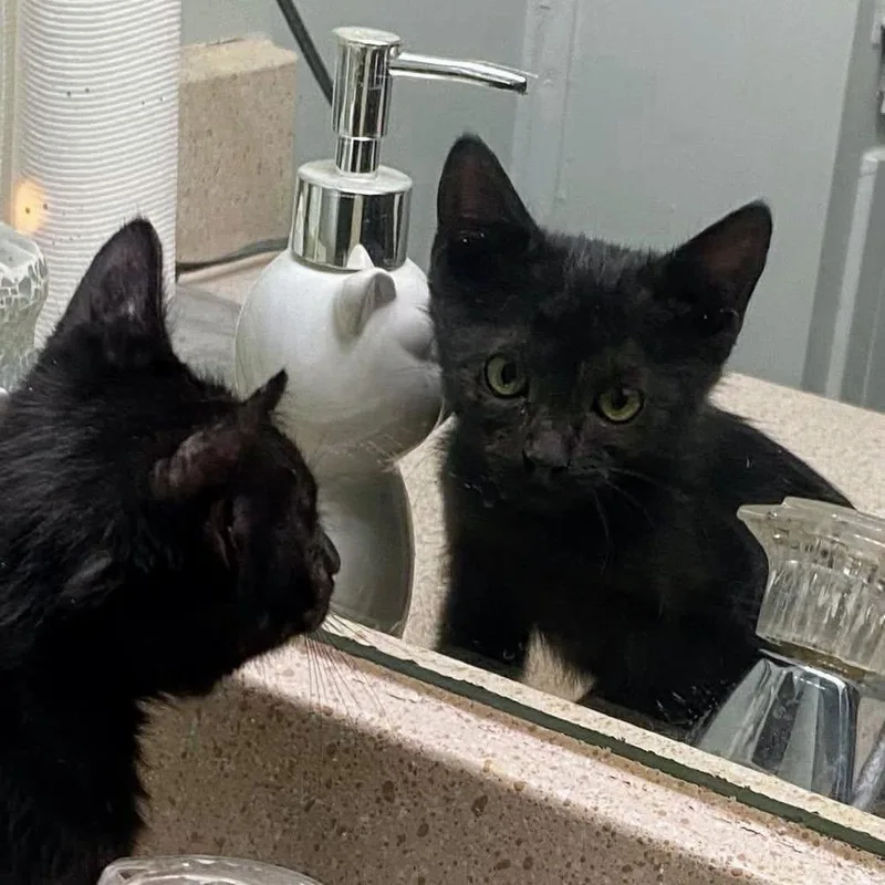 Carol Of The Bells thumbnail 4