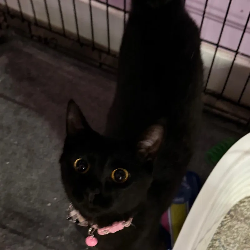 Carol Of The Bells thumbnail 5