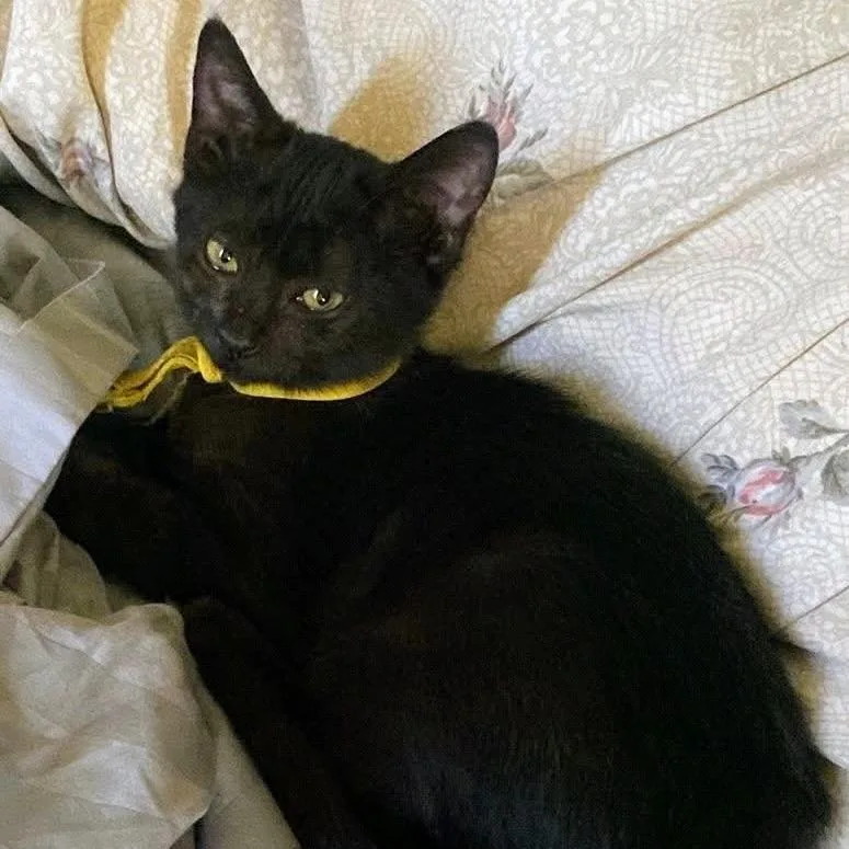 Carol Of The Bells thumbnail 6