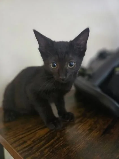 A baby small-sized female Domestic Short Hair cat named Lonnie for adoption in Houston, TX
