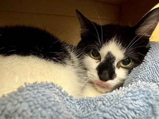 A young small-sized female Domestic Short Hair cat named Gizmo for adoption in Saint Louis, MO