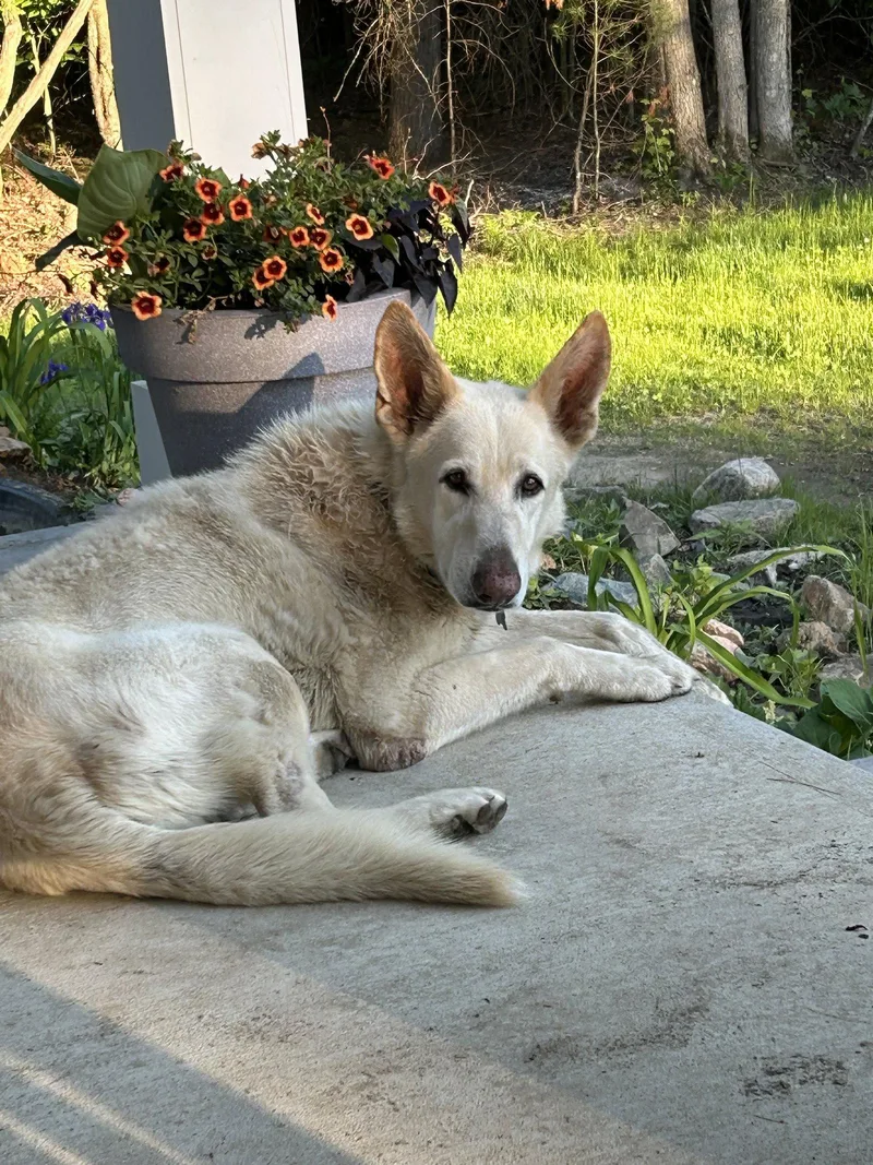 An adult large-sized male White German Shepherd dog named Knight for adoption in Londonderry, NH