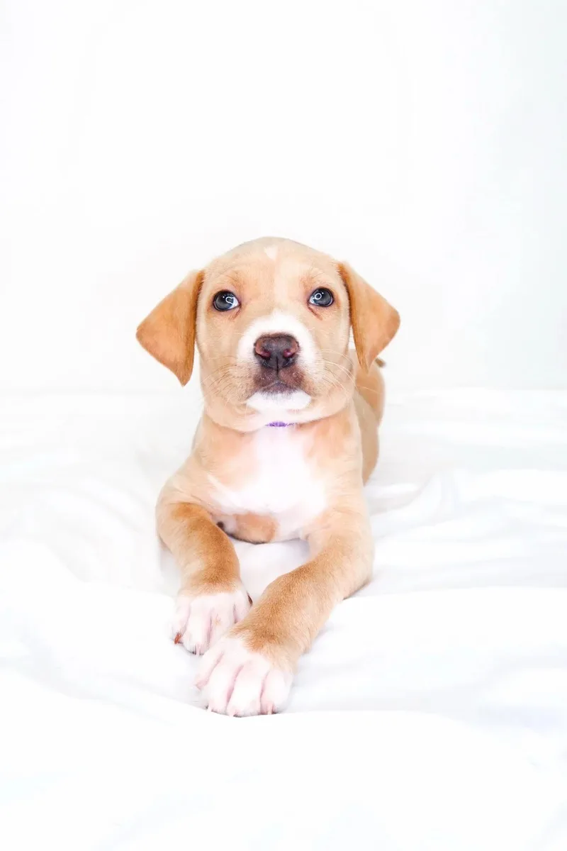 A baby medium-sized female Yellow / Tan / Blond / Fawn Wirehaired Terrier dog named Faith Hill for adoption in Bixby, OK