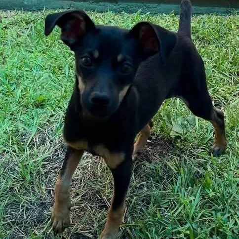 A baby small-sized female Black Miniature Pinscher dog named Heather for adoption in Williston, VT