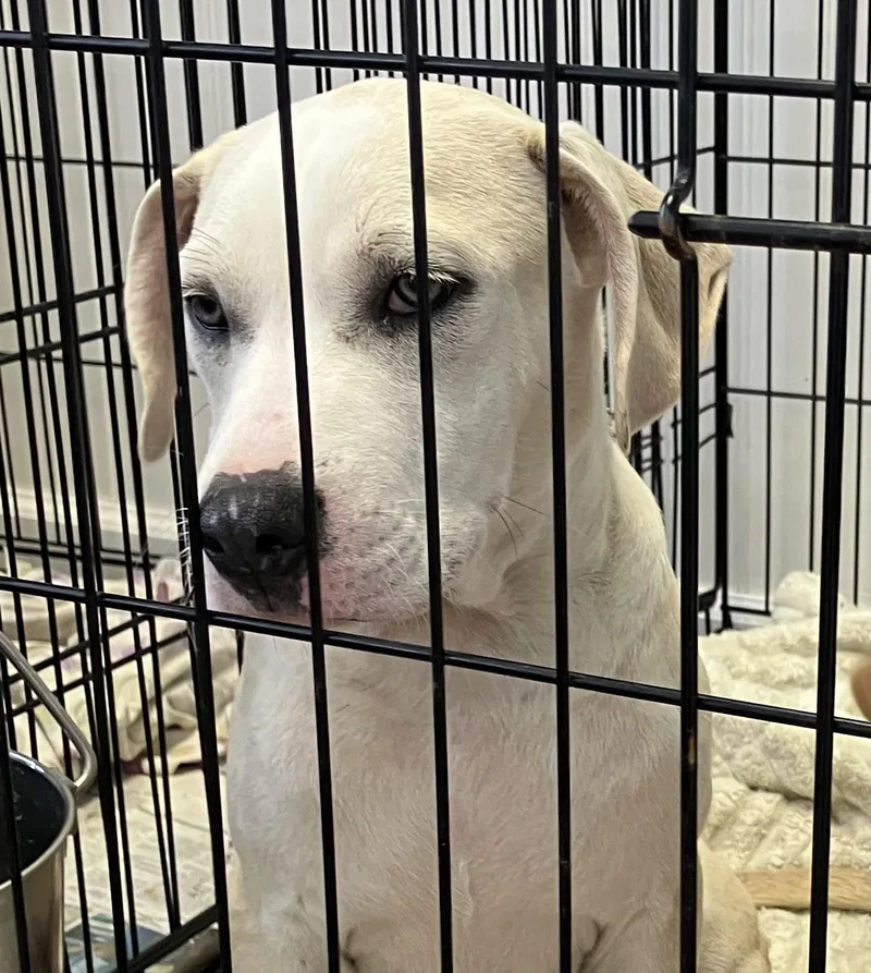 A baby medium-sized male White / Cream Mixed Breed dog named Bartholomew for adoption in Parma, OH
