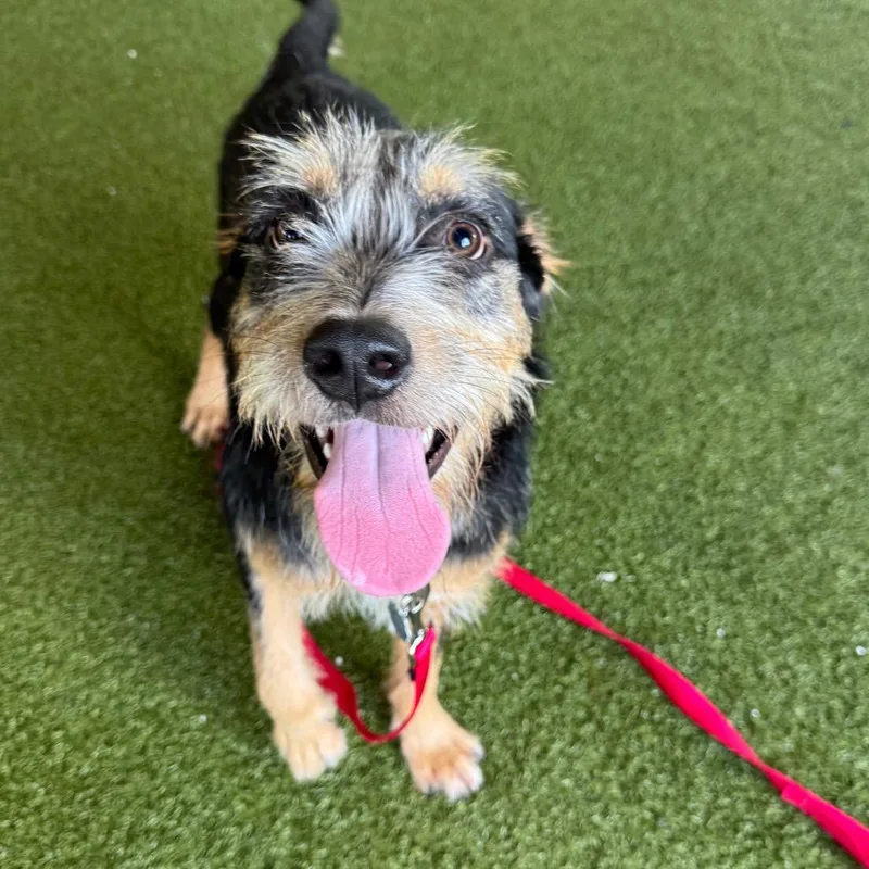 An adult medium-sized male Black Standard Schnauzer dog named Splinter for adoption in West Palm Beach, FL