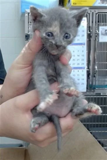 A baby small-sized female Domestic Short Hair cat named Sugar for adoption in Salinas, CA