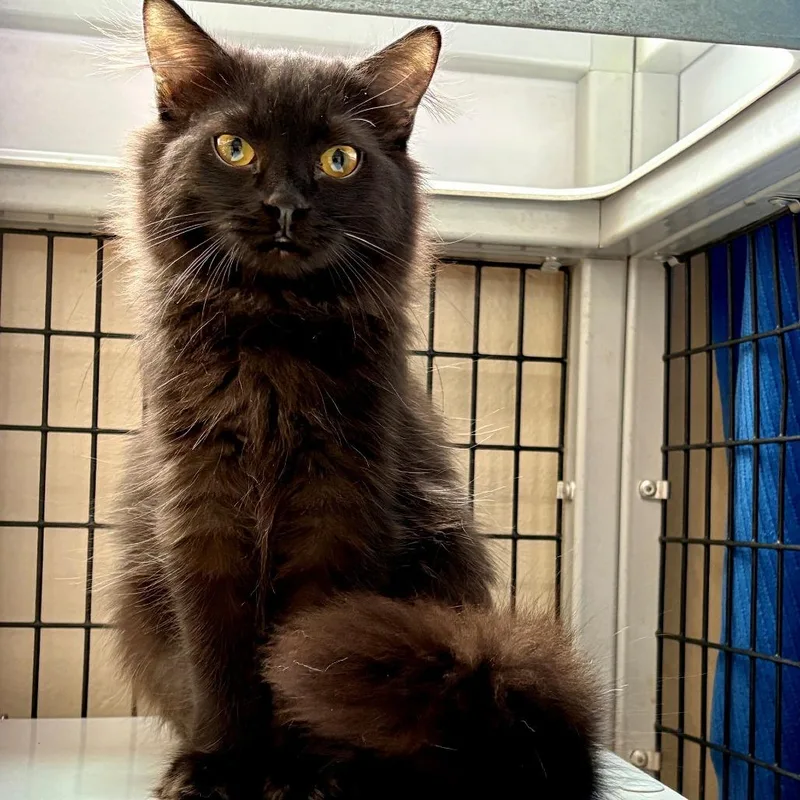 A baby small-sized male Black Domestic Long Hair cat named Joey for adoption in Monticello, IL