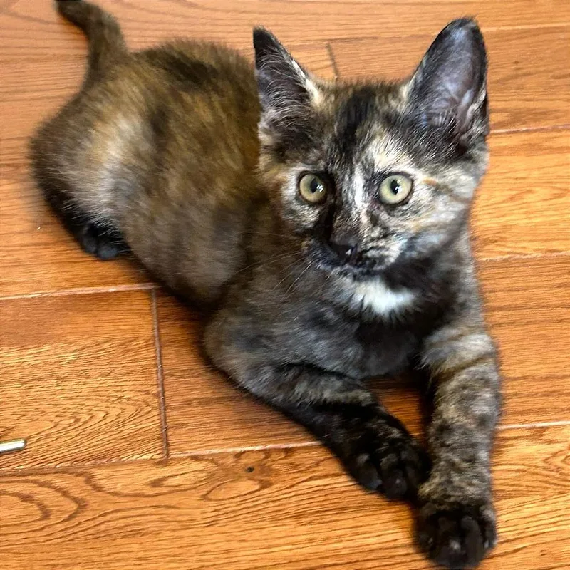 A baby small-sized female Domestic Short Hair cat named Sardine for adoption in Cumming, GA