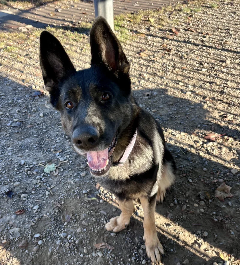 A young large-sized female German Shepherd Dog dog named Brownie for adoption in Buffalo, NY