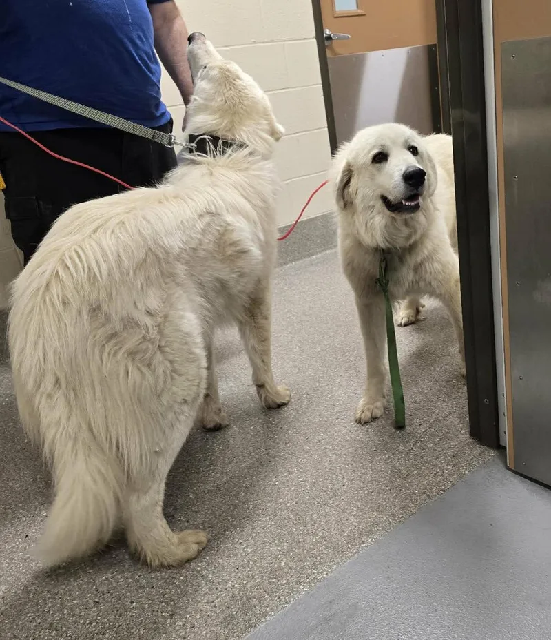An adult extra large-sized female Great Pyrenees dog named Willow for adoption in Croydon, NH