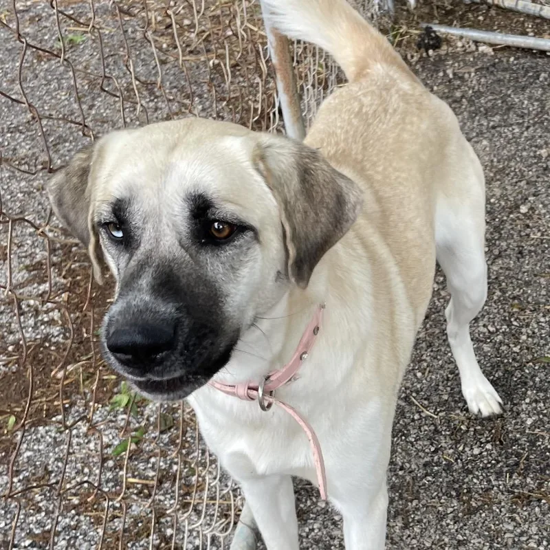 An adult medium-sized female Yellow / Tan / Blond / Fawn Husky dog named Blue for adoption in Green Forest, AR