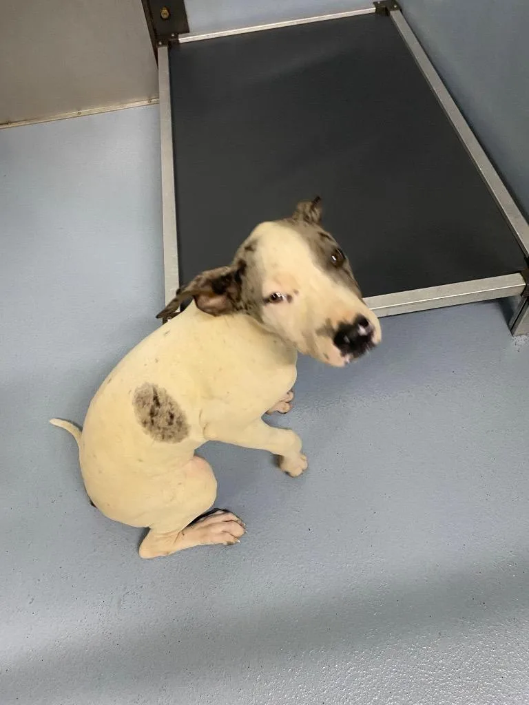 A baby large-sized male Mixed Breed dog named BoBo for adoption in Cartersville , GA