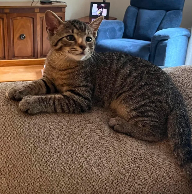 A baby medium-sized male Tabby (Brown / Chocolate) Domestic Short Hair cat named Simba for adoption in Landenberg, PA